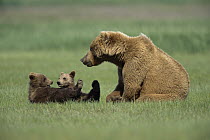 Grizzly Bear (Ursus arctos horribilis) mother with 4-month-old cubs resting in grass together, Katmai National Park, Alaska