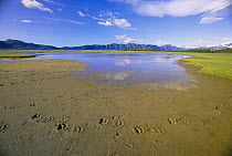 Grizzly Bear (Ursus arctos horribilis) large tracks of many feet in wet sand around small meadow pond, Katmai National Park, Alaska