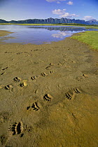 Grizzly Bear (Ursus arctos horribilis) large tracks of many feet in wet sand around small meadow pond, Katmai National Park, Alaska