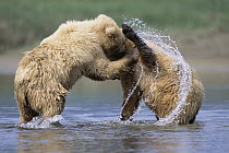Grizzly Bear (Ursus arctos horribilis) 2 year old female siblings play fighting in river, Katmai National Park, Alaska