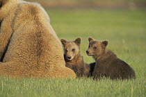 Grizzly Bear (Ursus arctos horribilis) mother with two 4 month old cubs sitting in grass together, Katmai National Park, Alaska