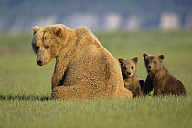 Grizzly Bear (Ursus arctos horribilis) mother with two 4 month old cubs sitting in grass together, Katmai National Park, Alaska