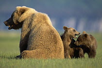 Grizzly Bear (Ursus arctos horribilis) mother with two 4 month old cubs, Katmai National Park, Alaska