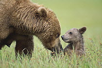 Grizzly Bear (Ursus arctos horribilis) mother with 4 month old cub, Katmai National Park, Alaska