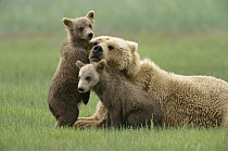 Grizzly Bear (Ursus arctos horribilis) 4 month old cubs trying to engage mother in play, Katmai National Park, Alaska