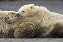 Grizzly Bear (Ursus arctos horribilis) spring cub male and mother resting, Katmai National Park, Alaska