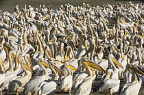 Great White Pelican (Pelecanus onocrotalus) in tight large group on lake shore, Lake Nakuru National Park, Kenya