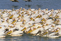 Great White Pelican (Pelecanus onocrotalus) in tight large group, Lake Nakuru National Park, Kenya