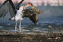 Marabou Stork (Leptoptilos crumeniferus) tries to claim Lesser Flamingo (Phoenicopterus minor) carcass from Steppe Eagle (Aquila nipalensis), Lake Nakuru National Park, Kenya