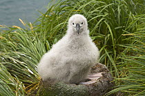 Grey-headed Albatross (Thalassarche chrysostoma) chick sits in nest in verdant tussock covering rock cliffs of Elsehul, late summer, South Georgia Island, Southern Ocean, Antarctic Convergence