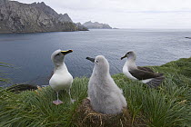 Grey-headed Albatross (Thalassarche chrysostoma) parents interact with their downy grey chick sitting in nest, in verdant tussock covered rock cliffs, summer breeding season, Elsehul, South Georgia Is...