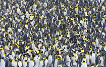 King Penguin (Aptenodytes patagonicus) rookery crowded with nesting birds incubating eggs or protecting their small chicks, near sea beach, early fall, Right Whale Bay, Southern Ocean, Antarctic Conve...