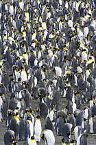 King Penguin (Aptenodytes patagonicus) rookery crowded with nesting birds incubating eggs, protecting their small chicks, walking or sleeping, near sea beach, early fall, Right Whale Bay, Southern Oce...