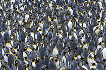 King Penguin (Aptenodytes patagonicus) rookery crowded with nesting birds incubating eggs or protecting their small chicks, near sea beach, early fall, Right Whale Bay, South Georgia Island, Southern...
