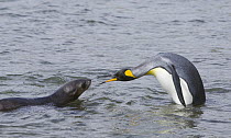 Antarctic Fur Seal (Arctocephalus gazella) pup confronting King Penguin (Aptenodytes patagonicus) adult as it emerges from surf on beach, early fall, Elsehul, South Georgia, Southern Ocean, Antarctic...