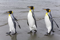 King Penguin (Aptenodytes patagonicus) adults walking together on beach, early fall, Elsehul, South Georgia Island, Southern Ocean, Antarctic Convergence