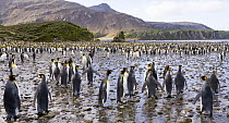 King Penguin (Aptenodytes patagonicus) on muddy beach near rookery, early fall, Right Whale Bay, South Georgia Island, Southern Ocean, Antarctic Convergence