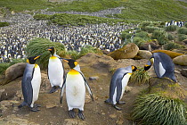 King Penguin (Aptenodytes patagonicus) among tussock grasses near large rookery, early fall, Right Whale Bay, South Georgia Island, Southern Ocean, Antarctic Convergence