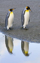 King Penguin (Aptenodytes patagonicus) walking by stream in evening near rookery, early fall, Right Whale Bay, South Georgia Island, Southern Ocean, Antarctic Convergence