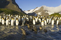 King Penguin (Aptenodytes patagonicus) and Antarctic Fur Seal (Arctocephalus gazella) pups and subadults in surf and on beach, fall morning, Right Whale Bay, South Georgia Island, Southern Ocean, Anta...