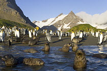 King Penguin (Aptenodytes patagonicus) and Antarctic Fur Seal (Arctocephalus gazella) pups and subadults in sea surf and on beach, fall morning, Right Whale Bay, South Georgia Island, Southern Ocean,...