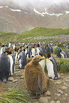 King Penguin (Aptenodytes patagonicus) chick near big and crowded rookery with thousands of birds, Right Whale Bay, South Georgia Island, Southern Ocean, Antarctic Convergance, South Georgia Island