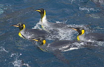 King Penguin (Aptenodytes patagonicus) group swimming and washing in sea to keep feathers clean and assure good insulation for their blubber encased bodies, fall morning, Right Whale Bay, South Georgi...
