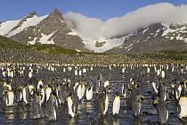 King Penguin (Aptenodytes patagonicus) adults near rookery on beach, fall morning, Right Whale Bay, South Georgia Island, Southern Ocean, Antarctic Convergance