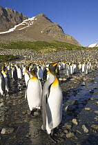 King Penguin (Aptenodytes patagonicus) adults near rookery on beach, fall morning, Right Whale Bay, South Georgia Island, Southern Ocean, Antarctic Convergence
