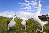Wandering Albatross (Diomedea exulans) adults, one sky calling, displaying, courting during mating season, early fall, Prion Island, South Georgia Island, Southern Ocean, Antarctic Convergence