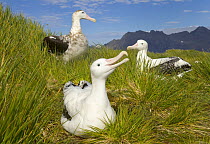 Wandering Albatross (Diomedea exulans) adults displaying, courting during mating season, early fall, Prion Island, South Georgia, Southern Ocean, Antarctic Convergence