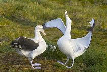 Wandering Albatross (Diomedea exulans) adults sky calling, spreading wings, dancing, displaying, courting during mating season, early fall, Prion Island, South Georgia, Southern Ocean, Antarctic Conve...