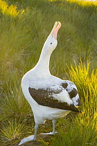 Wandering Albatross (Diomedea exulans) adult sky calling during mating season, early fall, Prion Island, South Georgia, Southern Ocean, Antarctic Convergence