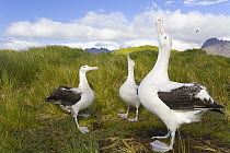 Wandering Albatross (Diomedea exulans) adults courting in overgrown tussock grass, one sky calling, early fall mating season, Prion Island, Southern Ocean, Antarctic Convergence