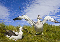 Wandering Albatross (Diomedea exulans) spreading wings in courtship display, during early fall mating season, Prion Island, South Georgia, Southern Ocean, Antarctic Convergence
