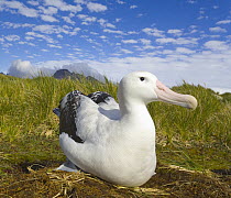Wandering Albatross (Diomedea exulans) adult incubating egg during nesting season in strong wind, early fall, Prion Island, South Georgia, Southern Ocean, Antarctic Convergence