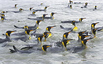 King Penguin (Aptenodytes patagonicus) swimmng and washing their feathers to maintain insulating properties in cold climate, near beaches of Salisbury Plain, South Georgia Island, Southern Ocean, Anta...