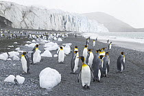 King Penguin (Aptenodytes patagonicus) group on beach littered with ice chunks near Fortuna Glacier, Cumberland Sound, South Georgia Island, Southern Ocean, Antarctic Convergence