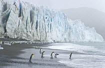 King Penguin (Aptenodytes patagonicus) group on beach at the foot of Fortuna Glacier, Cumberland Sound, South Georgia Island, Southern Ocean, Antarctic Convergance