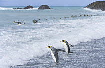King Penguin (Aptenodytes patagonicus) adults walking into surf to bathe and clean their feathers to assure insulating properties in cold climate, fall, Southern Ocean, South Georgia Island, Antarctic...