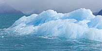 Small blue iceberg calved from nearby glacier melting in unusually warm temperature signaling global warming, fall, Stromness Bay, South Georgia, Southern Ocean, Antarctic Convergence