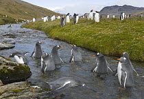 Gentoo Penguin (Pygoscelis papua) group resting, washing, interacting and drinking from mountain stream near Husvik Bay, Southern Ocean, South Georgia Island, Antarctic Convergence