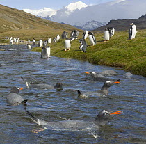 Gentoo Penguin (Pygoscelis papua) group resting, washing, interacting and drinking from mountain stream near Husvik Bay, Southern Ocean, South Georgia Island, Antarctic Convergence