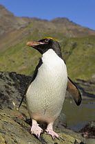 Macaroni Penguin (Eudyptes chrysolophus) adult on rocky river bank near sea looking around, spreading wings, Cumberland Bay, South Georgia, Southern Ocean, Antarctic Convergence