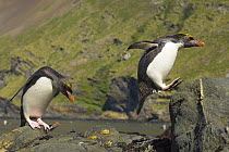 Macaroni Penguin (Eudyptes chrysolophus) adults walking and one jumping on boulder, along rocky river bank near sea, Cumberland Bay, Southern Ocean, Antarctic Convergance, South Georgia Island