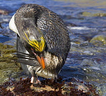 Macaroni Penguin (Eudyptes chrysolophus) adult grooming its stiff tail feathers with red bill, on rocky river bank near sea, Cumberland Bay, South Georgia Island, Southern Ocean, Antarctic Convergence