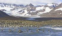 King Penguin (Aptenodytes patagonicus) rookery with rafts of birds swimming and washing to clean their feathers, Allardyce Range in background, fall, St Andrews Bay, South Georgia Island, Southern Oce...