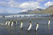 King Penguin (Aptenodytes patagonicus) coming and going from the sea near large rookery, fall, St Andrews Bay, South Georgia Island, Southern Ocean, Antarctic Convergence
