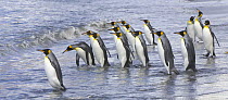 King Penguin (Aptenodytes patagonicus) walking into sea near rookery to clean their feathers to keep their insulating qualities, Alardyce Range and glaciers in background, fall, St Andrews Bay, South...
