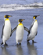 King Penguin (Aptenodytes patagonicus) walking together on beach, near rookery, fall, St Andrews Bay, South Georgia Island, Southern Ocean, Antarctic Convergance